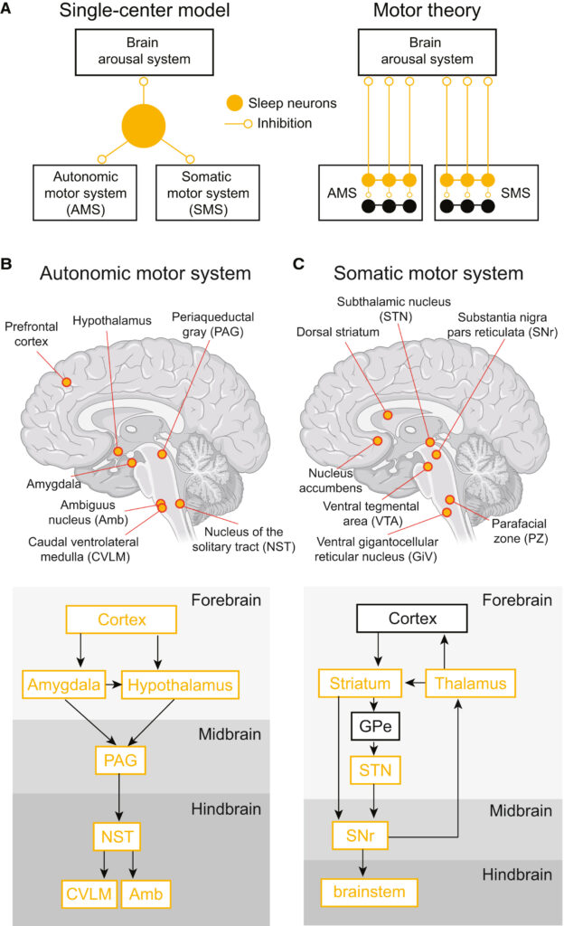 Jak i dlaczego śpimy? Przełomowa teoria, która wszystko wyjaśnia

